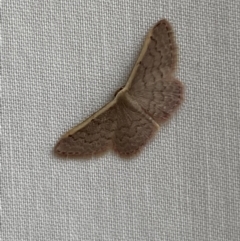 Idaea inversata at Jerrabomberra, NSW - suppressed