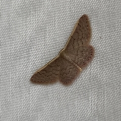 Idaea inversata at Jerrabomberra, NSW - suppressed