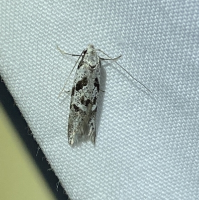 Oxythecta hieroglyphica (A scat moth) at Jerrabomberra, NSW - 19 Mar 2022 by Steve_Bok