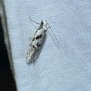 Oxythecta hieroglyphica at Jerrabomberra, NSW - 20 Mar 2022