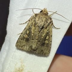 Diarsia intermixta (Chevron Cutworm, Orange Peel Moth.) at Jerrabomberra, NSW - 20 Mar 2022 by SteveBorkowskis