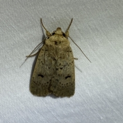 Proteuxoa capularis (Half-moon Noctuid) at Jerrabomberra, NSW - 20 Mar 2022 by SteveBorkowskis