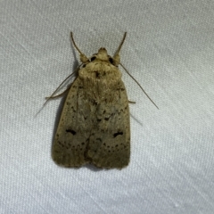 Proteuxoa capularis (Half-moon Noctuid) at Jerrabomberra, NSW - 19 Mar 2022 by Steve_Bok