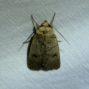 Proteuxoa capularis at Jerrabomberra, NSW - 20 Mar 2022