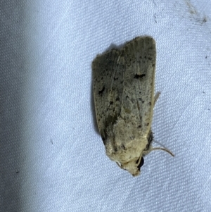 Proteuxoa capularis at Jerrabomberra, NSW - 20 Mar 2022