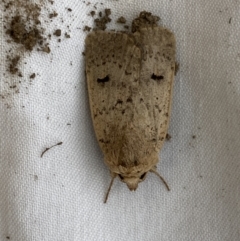 Proteuxoa capularis at Jerrabomberra, NSW - 20 Mar 2022