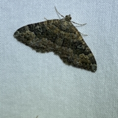 Chrysolarentia imperviata (Elusuve Carpet) at Jerrabomberra, NSW - 20 Mar 2022 by SteveBorkowskis