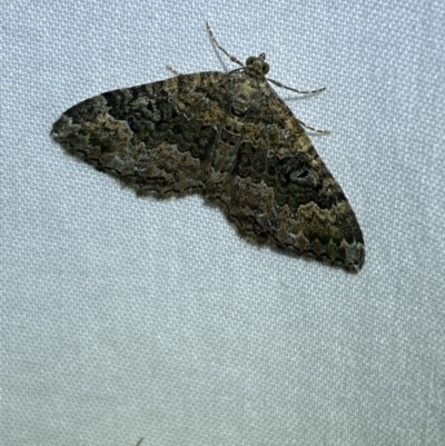 Chrysolarentia imperviata (Elusuve Carpet) at Jerrabomberra, NSW - 20 Mar 2022 by SteveBorkowskis