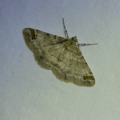 Syneora hemeropa (Ring-tipped Bark Moth) at Jerrabomberra, NSW - 20 Mar 2022 by SteveBorkowskis