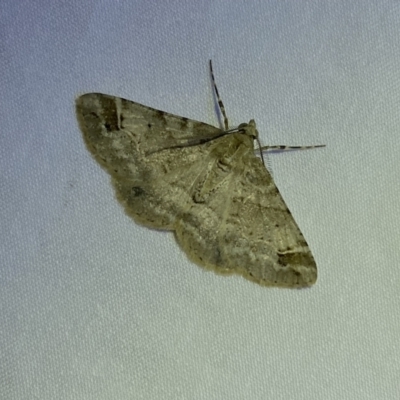 Syneora hemeropa (Ring-tipped Bark Moth) at QPRC LGA - 19 Mar 2022 by Steve_Bok