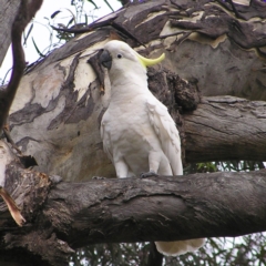 Cacatua galerita (Sulphur-crested Cockatoo) at Red Hill, ACT - 18 Mar 2022 by MatthewFrawley