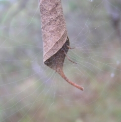 Phonognatha graeffei (Leaf Curling Spider) at Red Hill, ACT - 19 Mar 2022 by MatthewFrawley