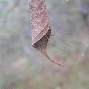 Phonognatha graeffei at Red Hill, ACT - 19 Mar 2022 08:12 AM