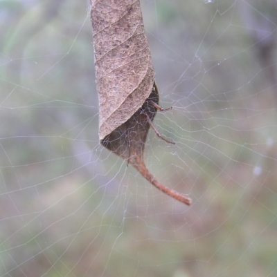 Phonognatha graeffei (Leaf Curling Spider) at Red Hill Nature Reserve - 18 Mar 2022 by MatthewFrawley