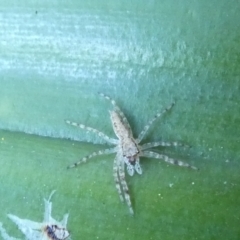 Helpis minitabunda (Threatening jumping spider) at QPRC LGA - 19 Mar 2022 by Paul4K