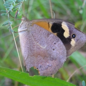 Heteronympha merope at Red Hill, ACT - 19 Mar 2022 08:30 AM