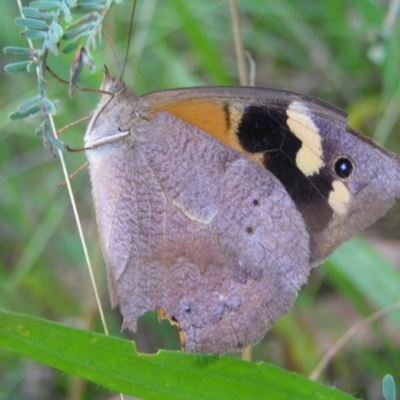 Heteronympha merope (Common Brown Butterfly) at Red Hill, ACT - 19 Mar 2022 by MatthewFrawley