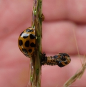 Harmonia conformis at Queanbeyan West, NSW - 20 Mar 2022 09:24 AM