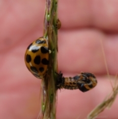 Harmonia conformis (Common Spotted Ladybird) at Queanbeyan West, NSW - 19 Mar 2022 by Paul4K