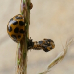 Harmonia conformis at Queanbeyan West, NSW - 20 Mar 2022