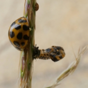 Harmonia conformis at Queanbeyan West, NSW - 20 Mar 2022 09:24 AM