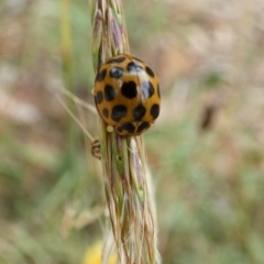 Harmonia conformis at Queanbeyan West, NSW - 20 Mar 2022