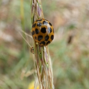 Harmonia conformis at Queanbeyan West, NSW - 20 Mar 2022 09:24 AM