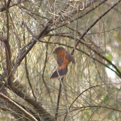 Rhipidura rufifrons (Rufous Fantail) at Red Hill, ACT - 18 Mar 2022 by MatthewFrawley