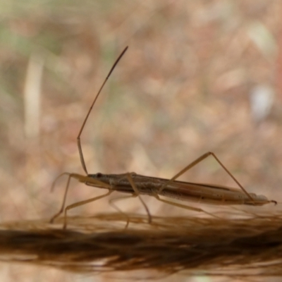 Mutusca brevicornis (A broad-headed bug) at QPRC LGA - 19 Mar 2022 by Paul4K