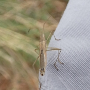 Mutusca brevicornis at Queanbeyan West, NSW - 20 Mar 2022