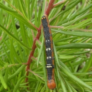 Oenochroma vinaria at Queanbeyan West, NSW - 20 Mar 2022