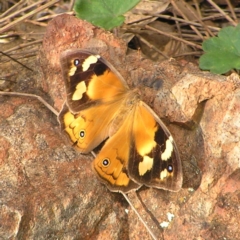 Heteronympha merope (Common Brown Butterfly) at Red Hill, ACT - 18 Mar 2022 by MatthewFrawley