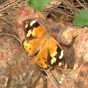 Heteronympha merope at Red Hill, ACT - 19 Mar 2022