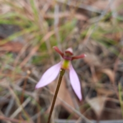 Eriochilus cucullatus (Parson's Bands) at Throsby, ACT - 20 Mar 2022 by mlech