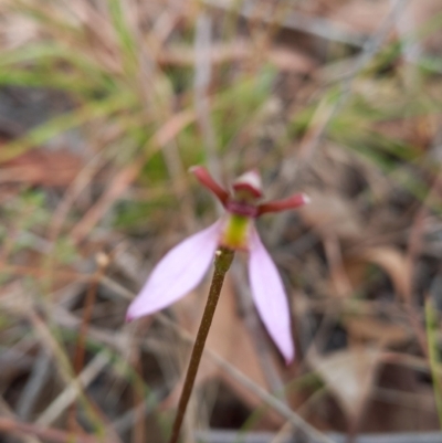 Eriochilus cucullatus (Parson's Bands) at Throsby, ACT - 19 Mar 2022 by mlech