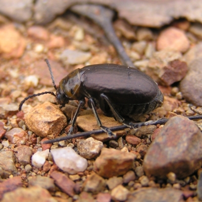 Ellopidia sp. (genus) (Leaf Beetle) at Red Hill Nature Reserve - 19 Mar 2022 by MatthewFrawley