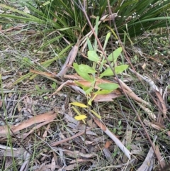 Persoonia glaucescens (TBC) at High Range, NSW - 20 Mar 2022 by Span102