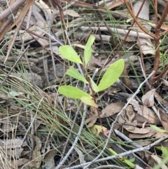 Persoonia sp. at High Range, NSW - suppressed