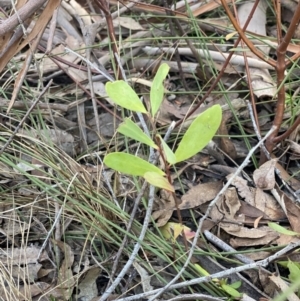 Persoonia sp. at High Range, NSW - 20 Mar 2022