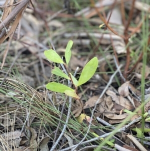 Persoonia sp. at High Range, NSW - 20 Mar 2022