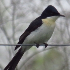 Myiagra inquieta (Restless Flycatcher) at Fyshwick, ACT - 20 Mar 2022 by BenW