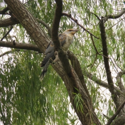 Scythrops novaehollandiae (Channel-billed Cuckoo) at Wingecarribee Local Government Area - 31 Dec 2020 by Span102