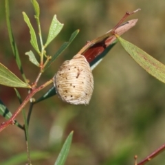 Mantidae (family) (Egg case of praying mantis) at WREN Reserves - 19 Mar 2022 by KylieWaldon