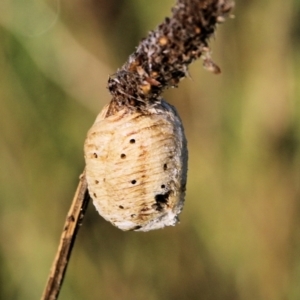 Mantidae - egg case (family) at Wodonga, VIC - 20 Mar 2022 08:25 AM