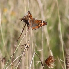 Junonia villida (Meadow Argus) at Wodonga, VIC - 19 Mar 2022 by KylieWaldon