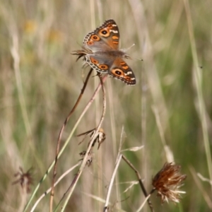 Junonia villida at Wodonga, VIC - 20 Mar 2022 08:21 AM