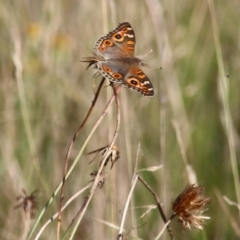 Junonia villida at Wodonga, VIC - 20 Mar 2022