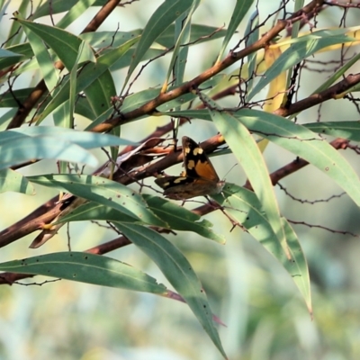 Heteronympha merope (Common Brown Butterfly) at WREN Reserves - 19 Mar 2022 by KylieWaldon