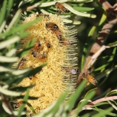Apis mellifera (European honey bee) at Wodonga - 19 Mar 2022 by KylieWaldon