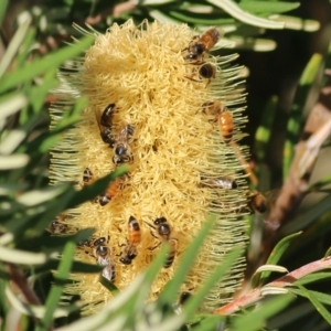 Apis mellifera at Wodonga, VIC - 20 Mar 2022